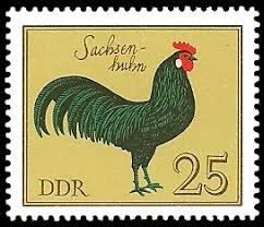 Sachsenhuhn