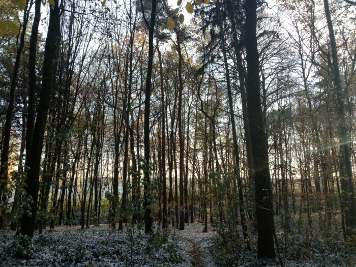 Farbenfroher Waldweg